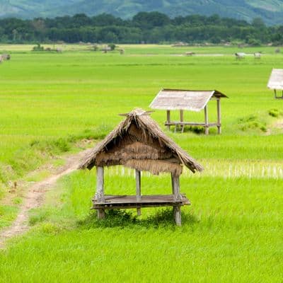 randonnee-laos-luang-nrice-field