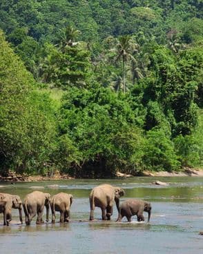 India-periyar-elephant