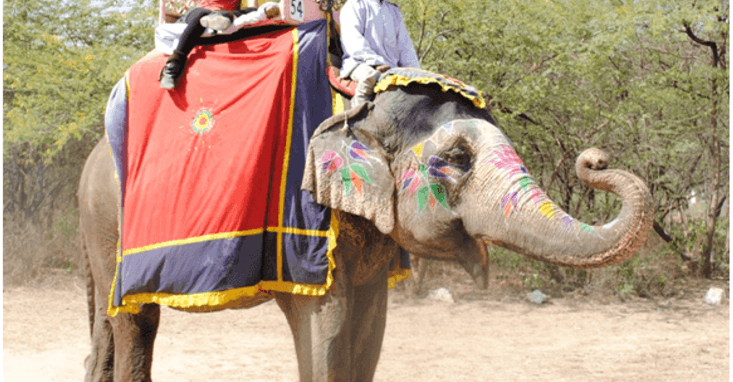 an-elephant-ride-in-nahargarh.htm