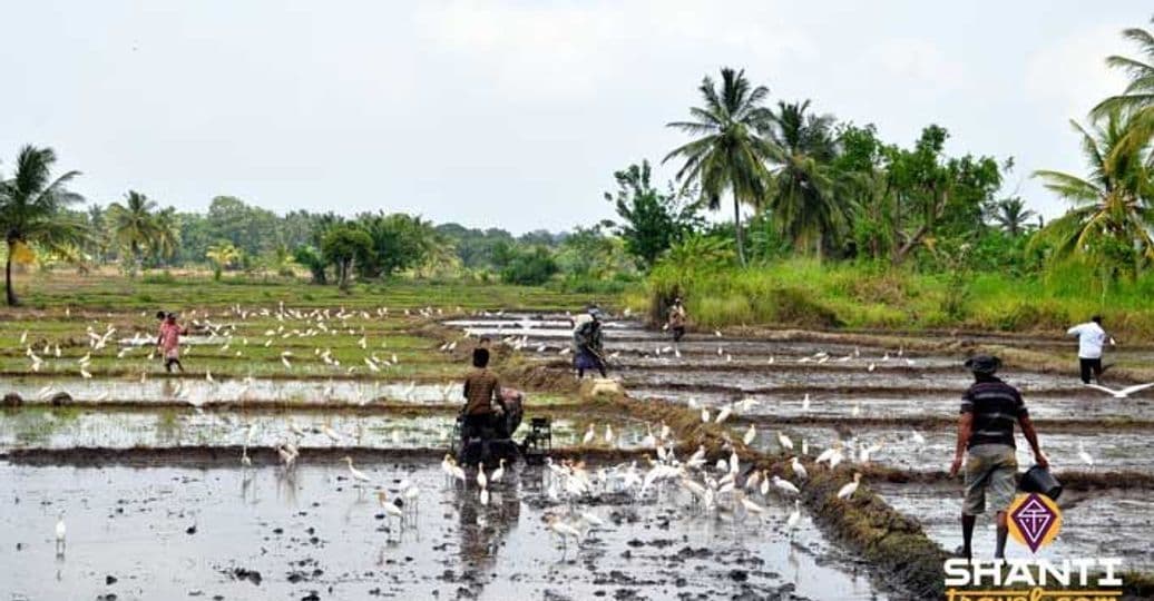 carnet-de-voyage-au-sri-lanka-2.htm