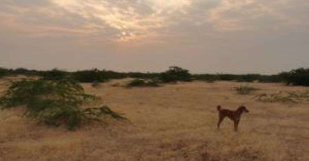 dasasa-et-le-little-rann-kutch-au-gujarat.htm