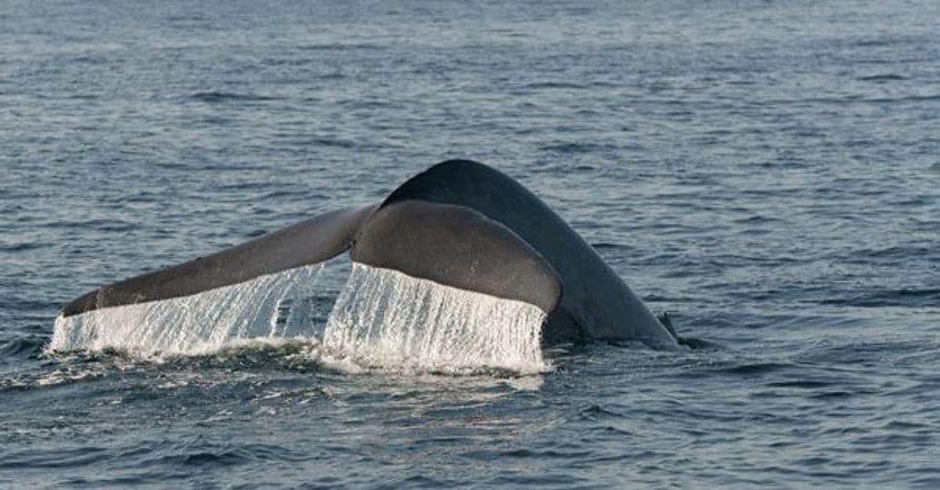 observation-baleines-sri-lanka.htm