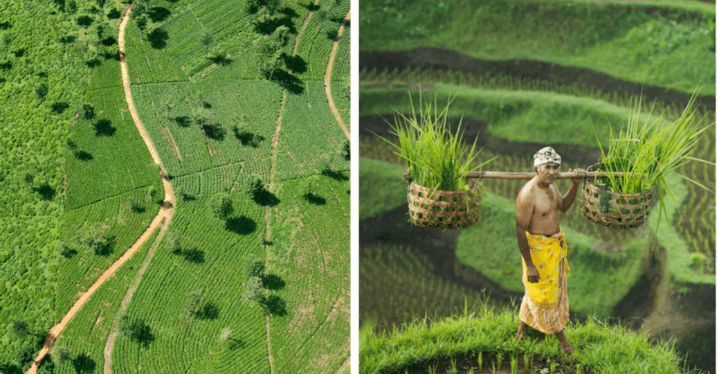 quelle-destination-choisir-sri-lanka-vs-bali.htm