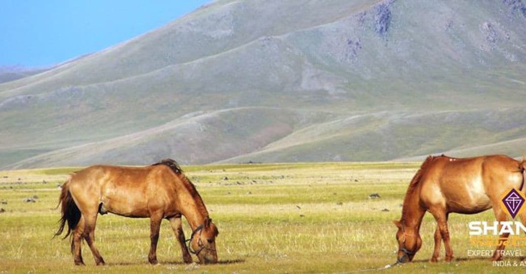 randonnee-cheval-dans-les-steppes-de-mongolie.htm