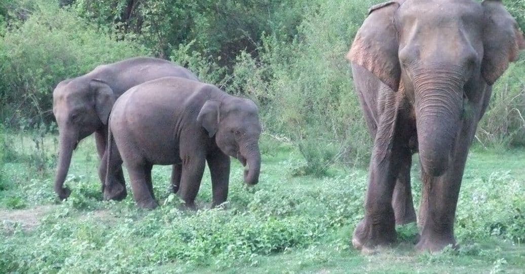 safari-minneriya-national-park-travel-sri-lanka.htm