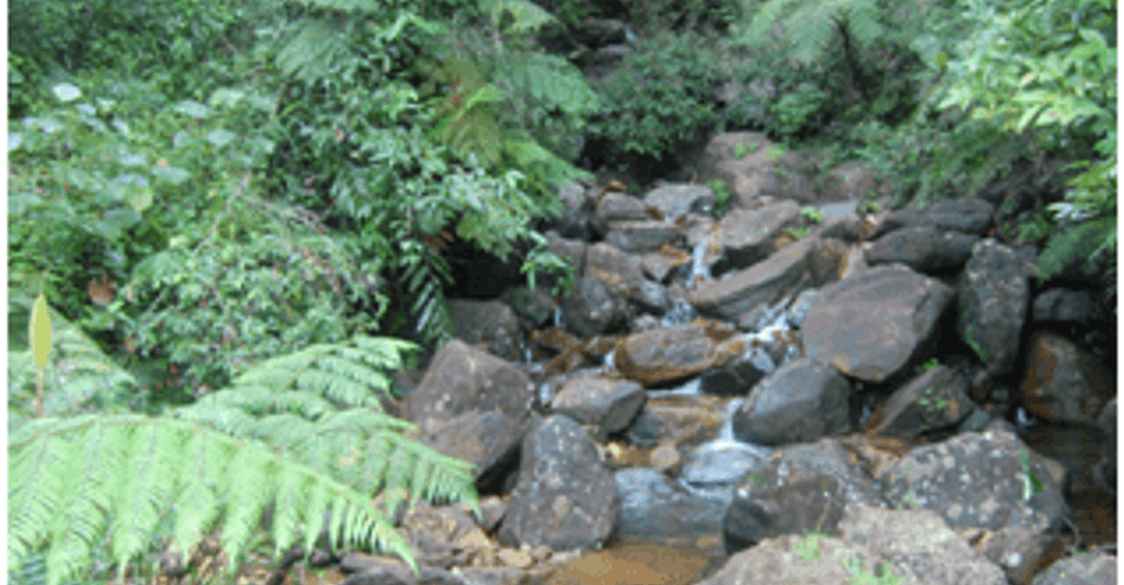 the-sinharaja-rainforest-sri-lanka.htm