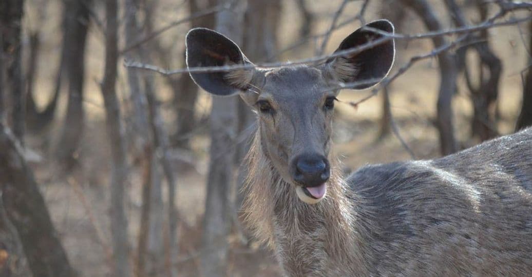 tigersafari-in-ranthambore.htm