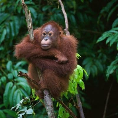 entspannung-natur-und-tierbegegnungen