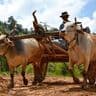 animals-myanmar