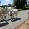 sortir-sentiers-battus-cambodge