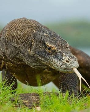 rice-fields-of-bali-to-komodo-dragons